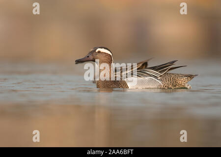 Marzaiola guadare attraverso acqua su una luminosa mattina d'estate. Foto Stock