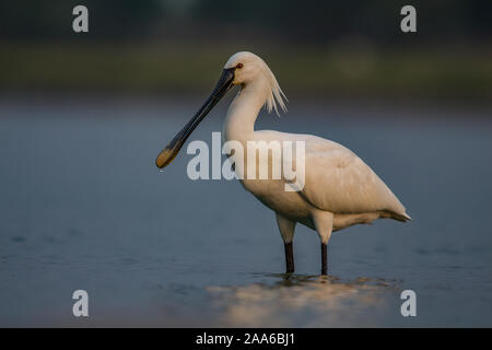 Eurasian Spoonbill guadare attraverso acqua su una luminosa mattina d'estate Foto Stock