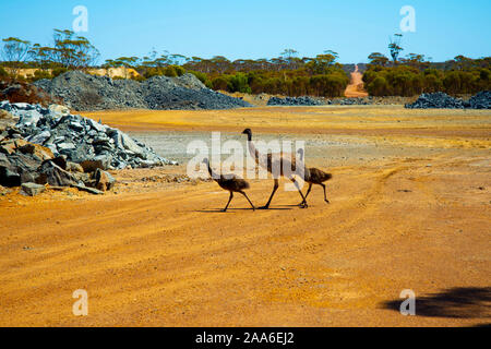 L'Uem famiglia nella selvaggia - Australia Foto Stock