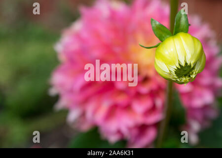 Germoglio giallo di Kogana Fubuki dahlia con fiore rosa sullo sfondo, profondità di campo bassa, estate nord-occidentale del Pacifico Foto Stock