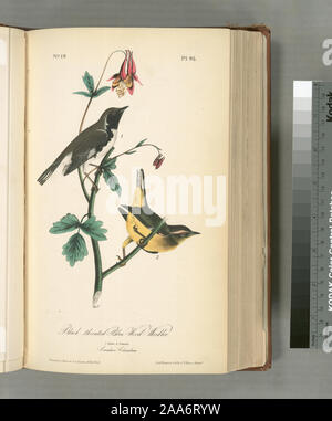 Sylvicola canadensis.; nero-throated Wood-Warbler blu. 1. Maschio. 2. Femmina. (Canadian aquilegia alpina). Foto Stock