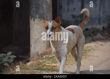 Cane da strada assetato in bangladesh Foto Stock