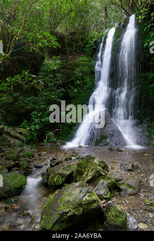 Flusso Elvy cascata, Ponte Pelorus riserva paesaggistica, Marlborough, Nuova Zelanda. Foto Stock