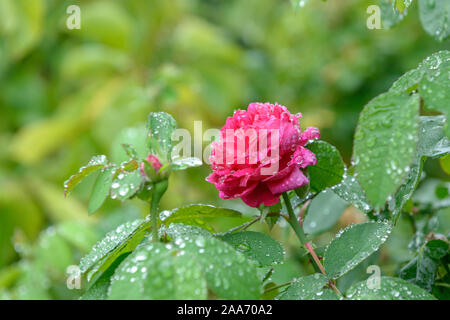 Portland-Rose (Rosa "Rose de Rescht') Foto Stock