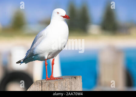 Seagull come visto da Fremantle Fishing Boat Harbour Perth Australia Foto Stock