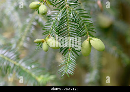 Japanische Nusseibe (Torreya Nucifera) Foto Stock