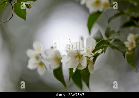 Bella Mock-arancione (Filadelfo coronarius) ramo che fiorisce con fiori di colore bianco Foto Stock