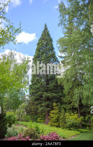 Bergmammutbaum (Sequoiadendron giganteum) Foto Stock