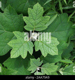 Hydrangea quercifolia Foto Stock