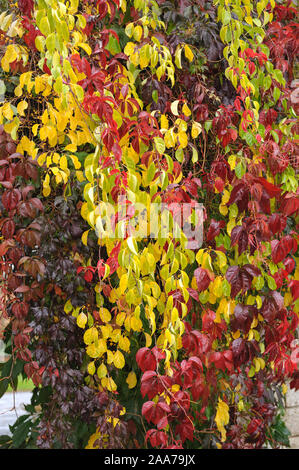 Baumwuerger (Celastrus orbiculatus), Wilder Wein (Parthenocissus quinquefolia var. engelmannii) Foto Stock
