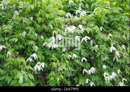 Waldrebe (Clematis 'White Columbine") Foto Stock