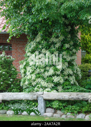 Kletter-Hortensie (Hydrangea anomala subsp. petiolaris) Foto Stock