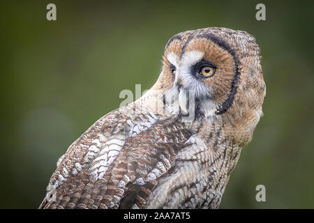 Un ritratto di profilo di un ibrido owl. Si tratta di un incrocio tra un grande grigio grigio civetta e un marrone malese di gufo di legno contro un semplice sfondo chiaro Foto Stock