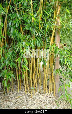 Gelbgruben-Flachrohrbambus (Phyllostachys aureosulcata fo. spectabilis) Foto Stock