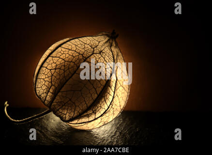 Physalis Peroject - lucido e brillante frutti Foto Stock