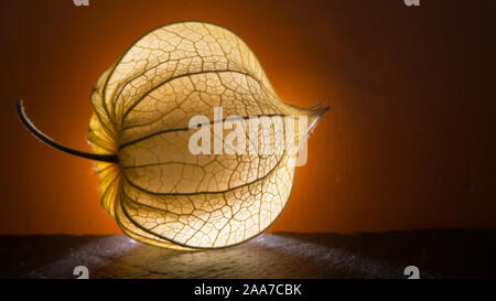Physalis Peroject - lucido e brillante frutti Foto Stock