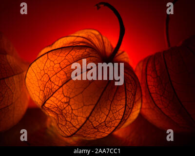 Physalis Peroject - lucido e brillante frutti Foto Stock