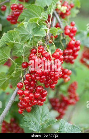 Rote Johannisbeere (Ribes rubrum 'Herosta') Foto Stock