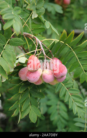 Speierling (Sorbus domestica 'Sossenheimer Riesen') Foto Stock
