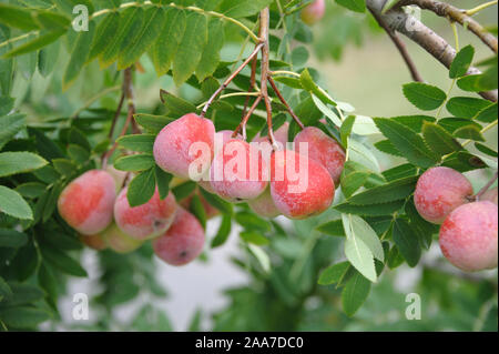 Speierling (Sorbus domestica 'Sossenheimer Riesen') Foto Stock
