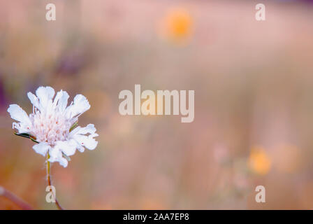 Sfondo bianco di fiori selvatici. Vuoto, modello, pattern, desktop wallpaper, primavera estate sfondo background caldi colori pastello Foto Stock