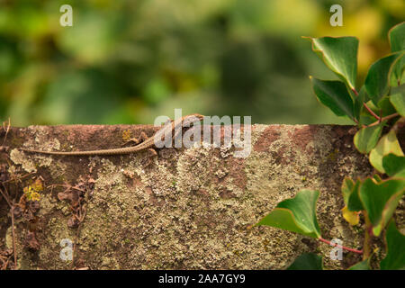 Una lucertola su un muro medievale riscaldato dal sole Foto Stock