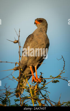 Dark canto-astore posatoi in thornbush al tramonto Foto Stock