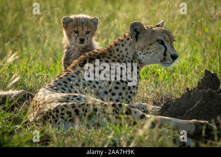 Ghepardo femmina si trova in erba accanto a cub Foto Stock