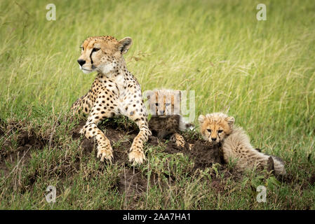 Ghepardo femmina si trova sulla collinetta accanto a cubs Foto Stock