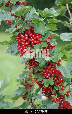 Rote Johannisbeere (Ribes rubrum 'Rondom') Foto Stock