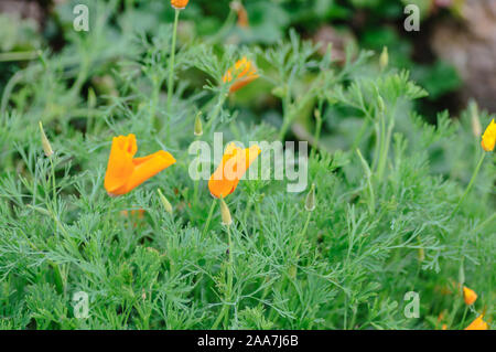 Close up della California Poppies Eschscholzia californica durante il picco di tempo di fioritura Foto Stock