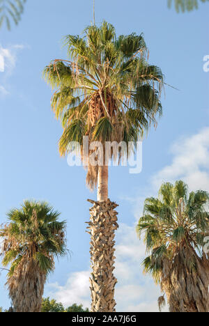 Mexikanische Washingtonpalme (Washingtonia robusta) Foto Stock