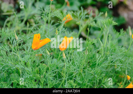 Close up della California Poppies Eschscholzia californica durante il picco di tempo di fioritura Foto Stock