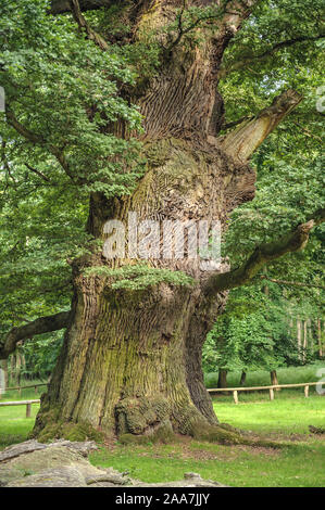 Ivenacker Eichen, Stiel-Eiche (Quercus robur) Foto Stock