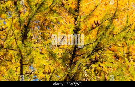 La rotazione degli aghi del larice alberi, Castle Howard, North Yorkshire, Regno Unito Foto Stock