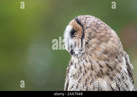 Vista laterale verticale del profilo di un ibrido owl. Si tratta di un incrocio tra un grande grigio grigio civetta e un marrone malese di gufo di legno contro un semplice sfondo pulito Foto Stock