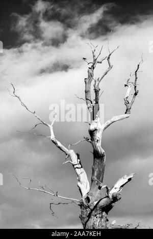 Una vecchia quercia inglese, segnato ma ancora in piedi orgogliosi, Conesthorpe, North Yorkshire, Regno Unito Foto Stock