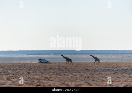 Ampia angolazione di due giraffe angolano - Giraffa giraffa angolensis- che illustra la grande apertura della pianura del Parco Nazionale di Etosha, Namibia. Foto Stock