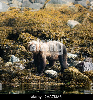 Orso grizzly a bassa marea, Cavaliere ingresso, Isola di Vancouver, British Columbia, Canada Foto Stock