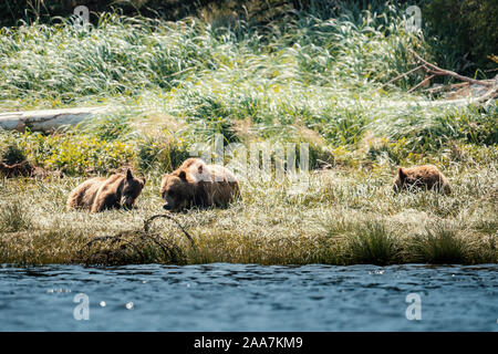Orso grizzly a bassa marea, Cavaliere ingresso, Isola di Vancouver, British Columbia, Canada Foto Stock