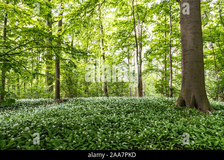 Fioritura di aglio selvatico in Bruxelles boschi intorno a Jette durante una calda giornata di primavera Foto Stock