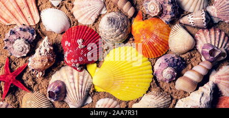 colorful seashells on beach sand. top view Foto Stock