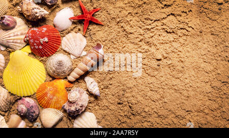 seashells on beach sand with copy space. top view Foto Stock