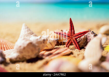 tropical seashells and starfish on sunny exotic beach sand and ocean in background Foto Stock
