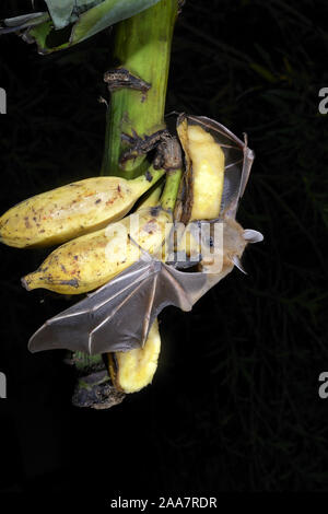 A breve dal naso frutta indiano bat (Cynopterus sphinx), o maggiore a breve dal naso a frutto bat arroccato su di piantaggine mazzetto di frutta e mordere frutta- Thiruvananthapu Foto Stock