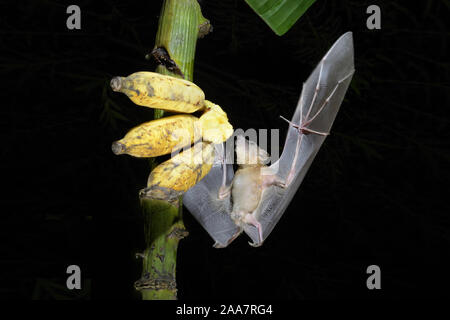 A breve dal naso frutta indiano bat (Cynopterus sphinx), o maggiore a breve dal naso a bat di frutta in volo e a mordere piantaggine frutta- Thiruvananthapuram, Sud I Foto Stock