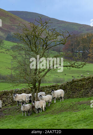 Swaledale pecore, Dunsop Bridge, Clitheroe, Lancashire. Foto Stock