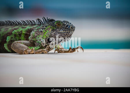 Primo piano di un'iguana verde (profondità di campo poco profonda) Foto Stock