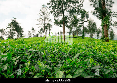 Close up di lussureggiante verde biologico la piantagione di tè con foglie di tè verde nella regione di Kerala in India del sud Foto Stock