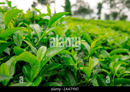 Close up di sano di foglie di tè verde nella fattoria di Tea Plantation nella regione tropicale in India del sud, il tè è molto importante per l'economia locale Foto Stock